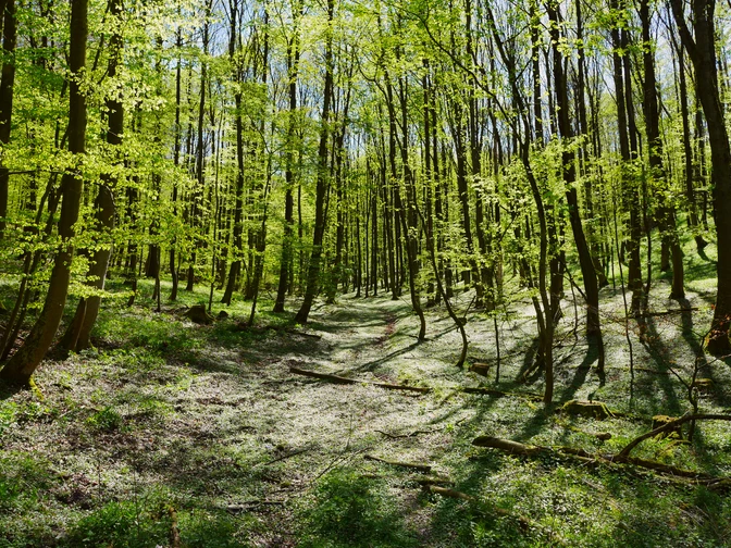 A1 Berlebeck Lichter Frühlingswald mit blühendem Boden, sanftem Sonnenschein und sich ausdehnendem Blätterdach.