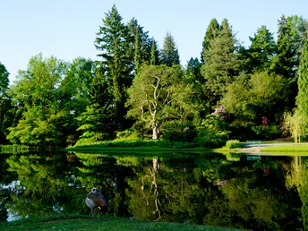 Blumeninsel Siebenberge