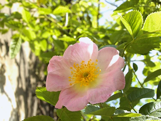 1000-jähriger Rosenstock © Hildesheim Marketing GmbH.JPG Blüte des 1000-jährigen Rosenstocks