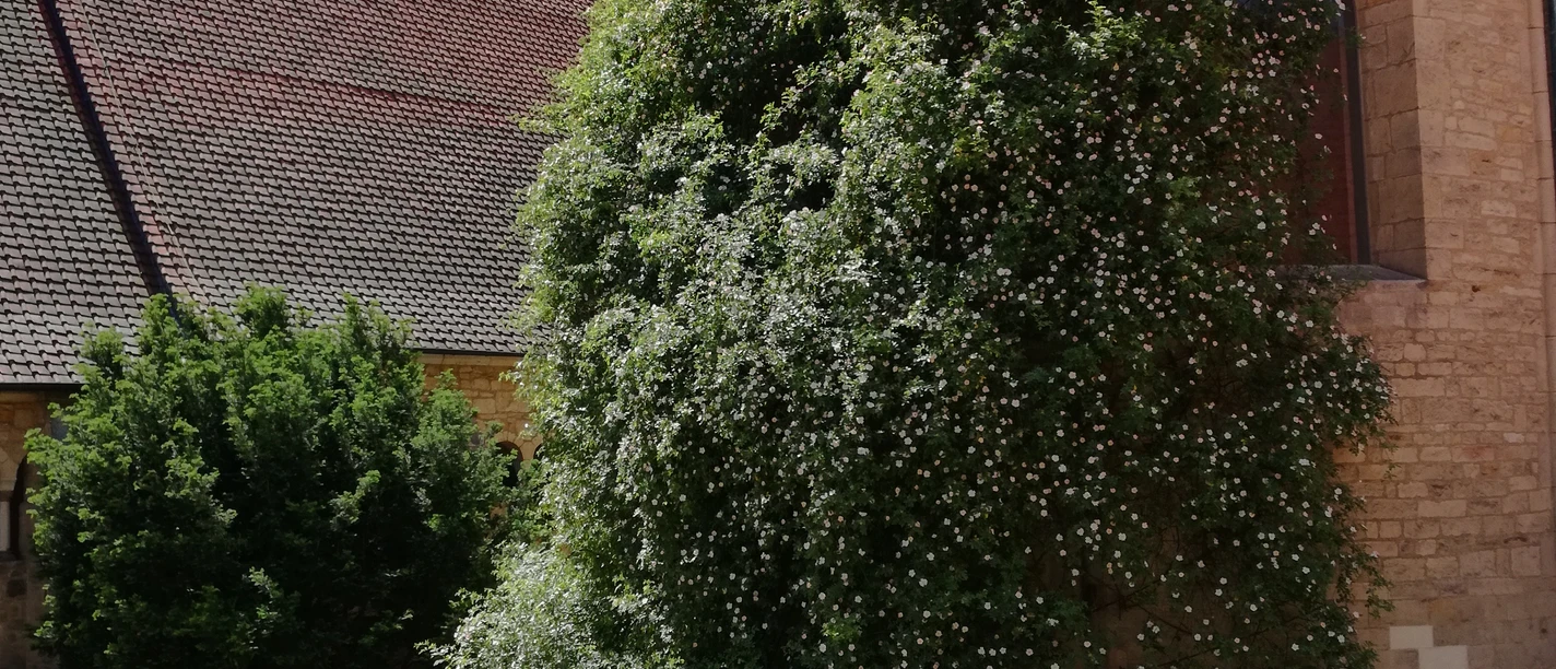 1000-jähriger Rosenstock Domapsis © Hildesheim Marketing GmbH.jpg Rosenstock an der Domapsis