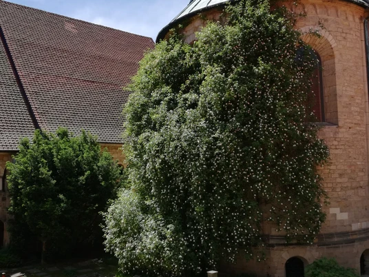 1000-jähriger Rosenstock Domapsis © Hildesheim Marketing GmbH.jpg Rosenstock an der Domapsis