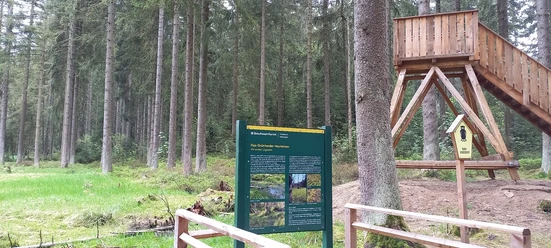 Blick ins Grünheider Hochmoor