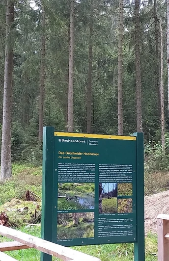 Blick ins Grünheider Hochmoor