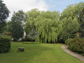 Hintz-Park Grüne Parkwiese mit Weg und großen Weidenbäumen