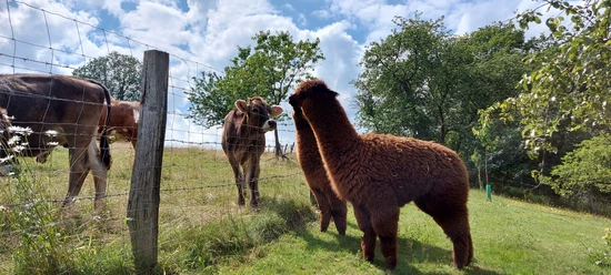 Dominik's kleine Alpakafarm Braunes Alpaka und Kühe auf grüner Wiese trennen ein Holzzaun. Hintergrund: Bäume und blauer Himmel.