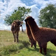Dominik's kleine Alpakafarm Braunes Alpaka und Kühe auf grüner Wiese trennen ein Holzzaun. Hintergrund: Bäume und blauer Himmel.