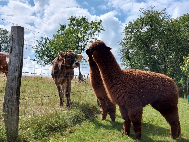 Dominik's kleine Alpakafarm Braunes Alpaka und Kühe auf grüner Wiese trennen ein Holzzaun. Hintergrund: Bäume und blauer Himmel.