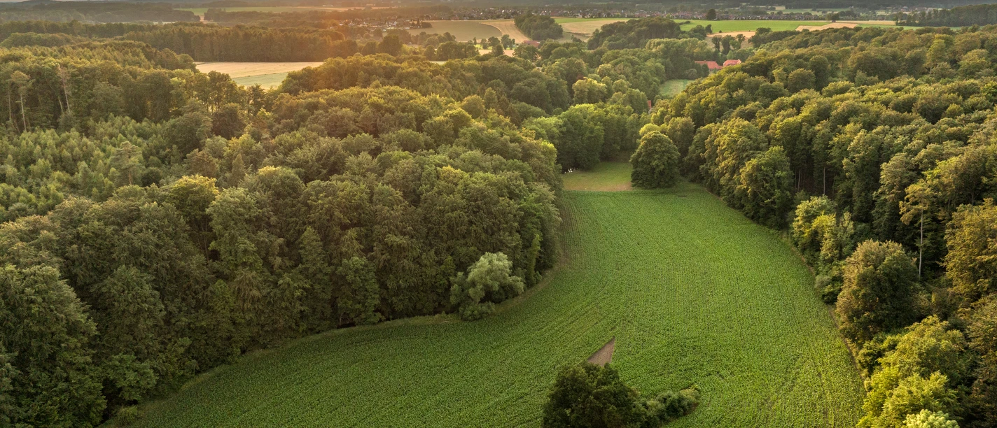 Blick auf das Nettetal Forest and fields at sunset, with soft light on the horizon.