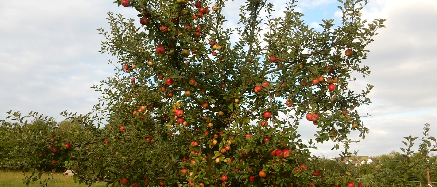 12.09.2017 Streuobstwiesenaktion c Naturpark Rheinland 23 01.JPG