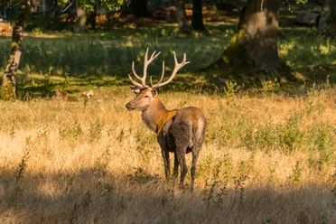 wildgehege-bad-harzburg
