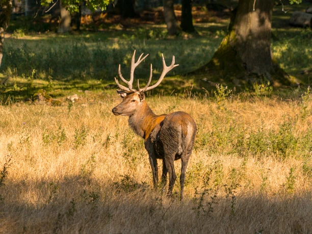 wildgehege-bad-harzburg