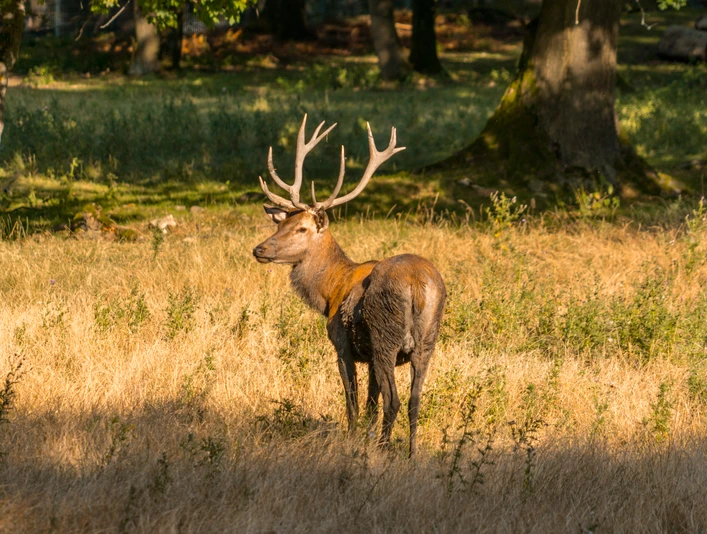 wildgehege-bad-harzburg