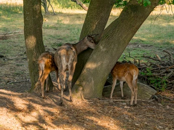 wildgehege-bad-harzburg