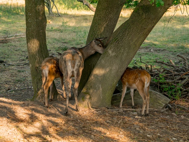 wildgehege-bad-harzburg