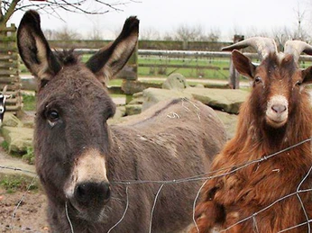 Streichelzoo Gartencenter Decker