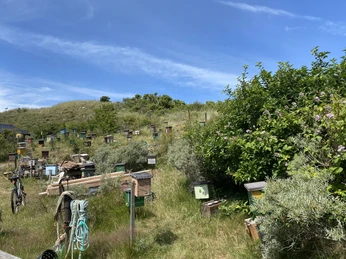 Belegstation-Bienen-Juist