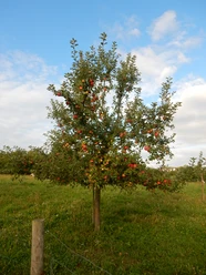 Apfelbaum