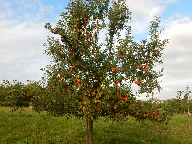 Apfelbaum