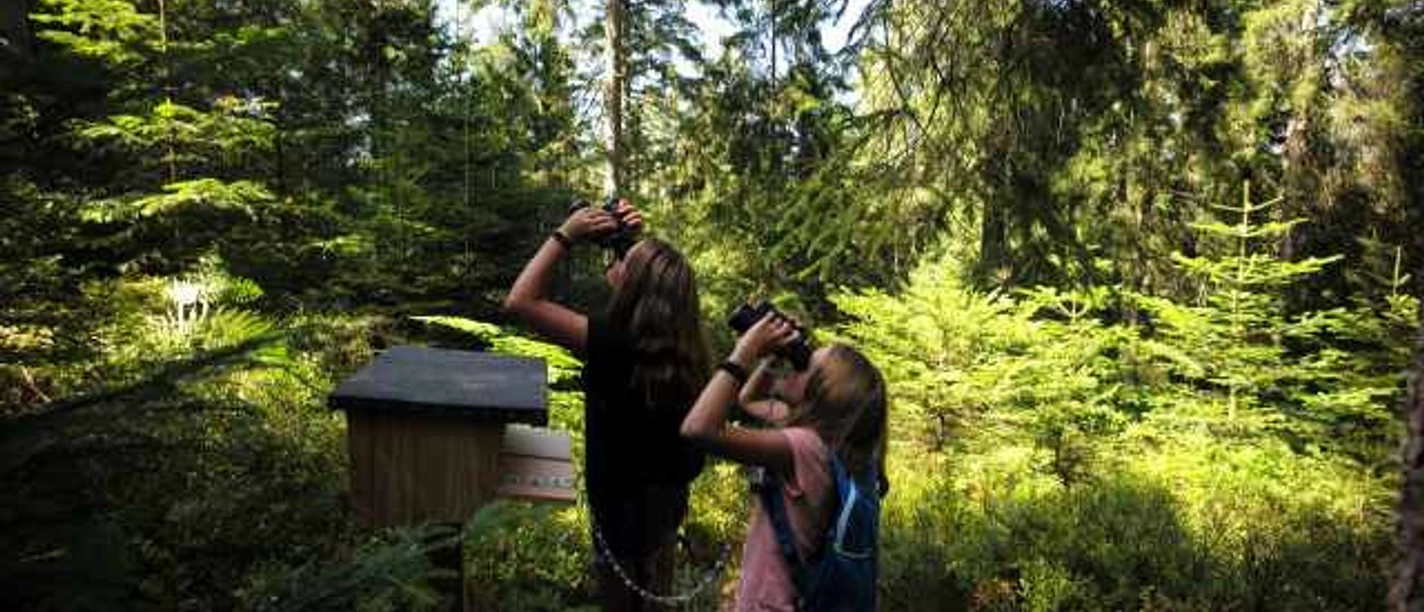 Abenteuer unter alten Buchen