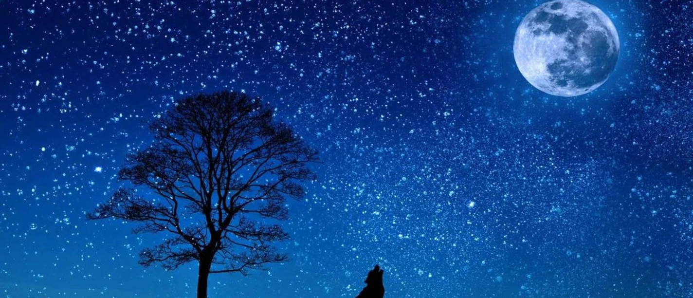 Vollmond Wolf
