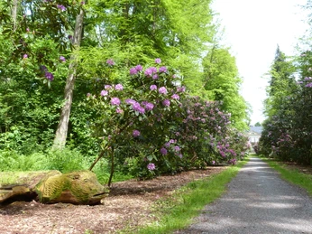 Ein mit blühenden Rhododendron gesäumter Weg führt durch einen üppigen, grünen Wald.A path lined with blooming rhododendrons leads through a lush, green forest.En sti med blomstrende rhododendron fører gennem en frodig, grøn skov.Een pad met bloeiende rododendrons leidt door een weelderig, groen bos.