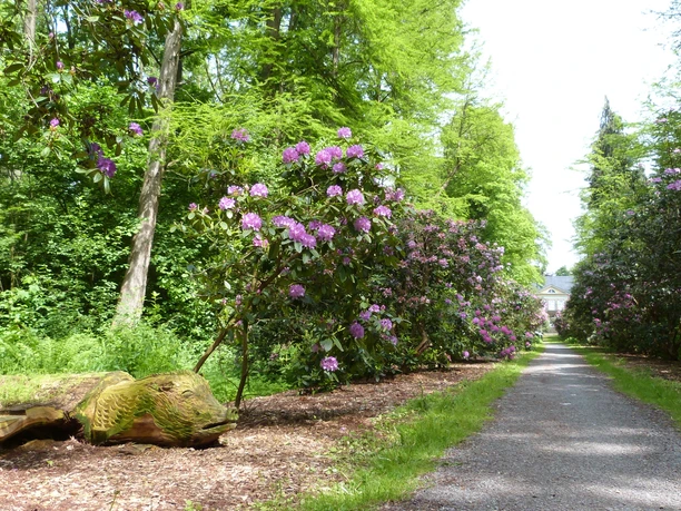 Rhododendron Allee A path lined with blooming rhododendrons leads through a lush, green forest.
