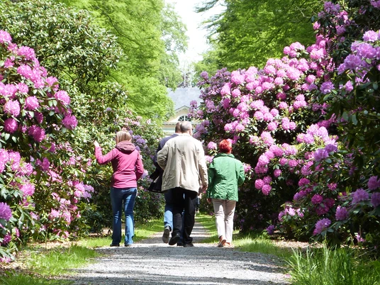 Rhododendron Allee Vier Personen spazieren einen Kiesweg entlang, umgeben von blühenden Rhododendronbüschen.Four people are walking along a gravel path surrounded by flowering rhododendron bushes.Fire personer går langs en grussti omgivet af blomstrende rhododendronbuske.Vier mensen lopen over een grindpad omringd door bloeiende rododendronstruiken.