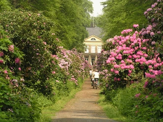 A group of cyclists ride along a flowering rhododendron path that leads to a manor house.