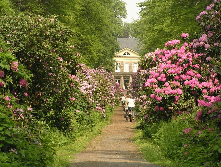 Eine Gruppe Radfahrer fährt einen blühenden Rhododendrenweg entlang, der zu einem Herrenhaus führt.A group of cyclists ride along a flowering rhododendron path that leads to a manor house.En gruppe cyklister kører langs en blomstrende rododendron-sti, der fører til en herregård.Een groep fietsers rijdt over een bloeiend rododendronpad dat naar een landhuis leidt.