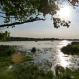 Naturpark Steinhuder Meer mit üppiger Vegetation, glitzerndem Wasser und friedlichem Sonnenuntergang.