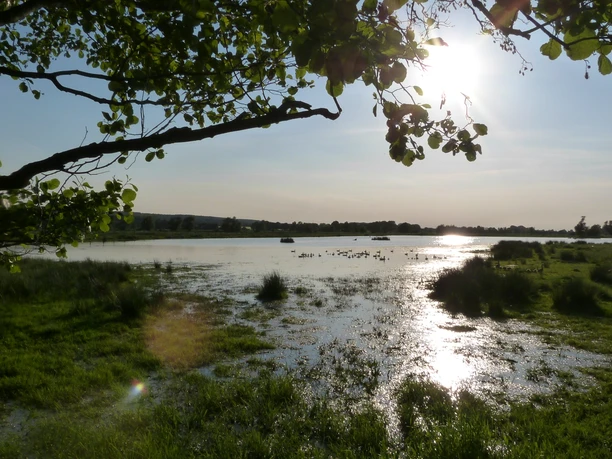 Naturpark Steinhuder Meer Naturpark Steinhuder Meer mit üppiger Vegetation, glitzerndem Wasser und friedlichem Sonnenuntergang.