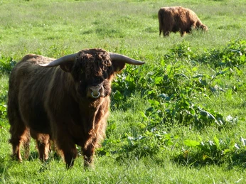 Highland-Rind-Meerbruchswiesen Highland-Rind-Meerbruchswiesen