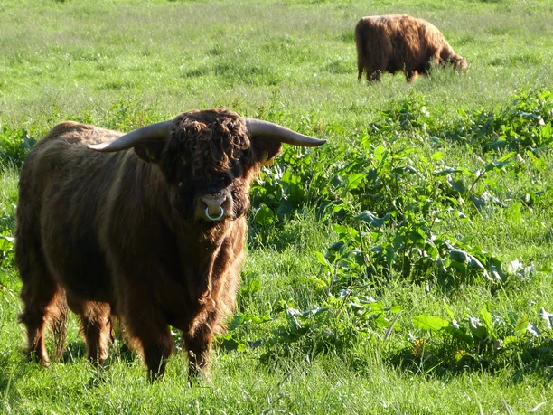 Highland-Rind-Meerbruchswiesen Highland-Rind-Meerbruchswiesen