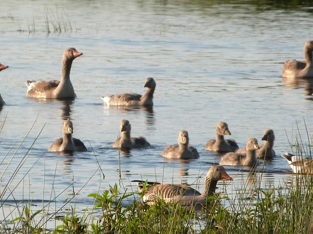 Gänse Steinhuder Meer A flock of greylag geese swims calmly in the water of the Steinhuder Meer, surrounded by reedy banks.
