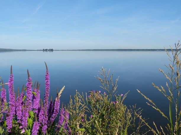 Naturpark Steinhuder Meer Udsigt over Steinhuder Meer med lilla blomster i forgrunden og en rolig vandoverflade.