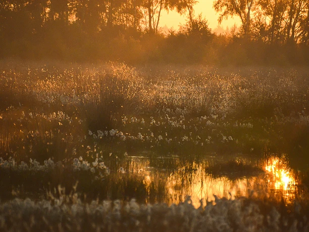 3_Wo_Irrlichter_locken_NaturparkMoorVeenland_AnjaPoker.jpg