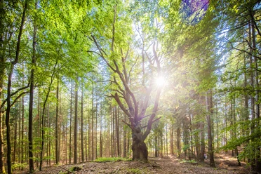 Sonnenlicht fällt durch grüne Baumkronen auf einen alten Baum im Wald.