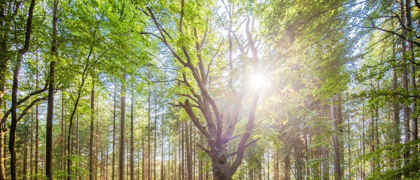 Sonnenlicht fällt durch grüne Baumkronen auf einen alten Baum im Wald.