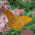 Kräuterwanderung und Waldbegegnung mit Astrid Walker Ein leuchtend orangefarbener Schmetterling ruht auf zarten rosa Blüten mit grüner Umgebung.