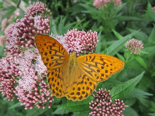 Kräuterwanderung und Waldbegegnung mit Astrid Walker Ein leuchtend orangefarbener Schmetterling ruht auf zarten rosa Blüten mit grüner Umgebung.