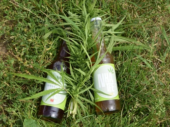 Erfrischungsgetränke von Königs NHA UG aus Mettmann Zwei NHA Tee-Flaschen liegen auf Gras, umgeben von Hanfblättern.