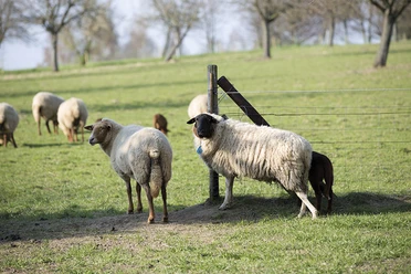 Schäferei und Ziegenhof Lamberti in Velbert Schafe und Lämmer auf einer grünen Weide nahe eines Zauns mit vereinzelten Bäumen im Hintergrund.
