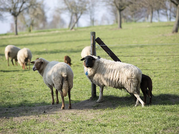 Schäferei und Ziegenhof Lamberti in Velbert Schafe und Lämmer auf einer grünen Weide nahe eines Zauns mit vereinzelten Bäumen im Hintergrund.