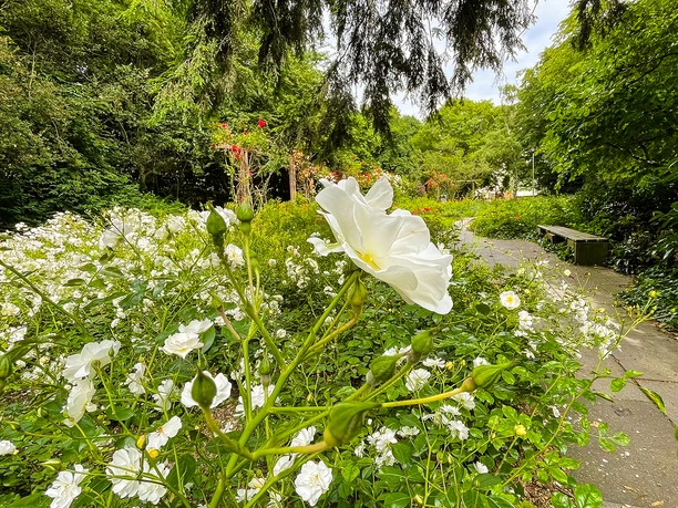 StadtparkRosengarten_©PeineMarketing.jpg