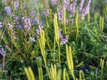 Bärlapp und Heidekraut