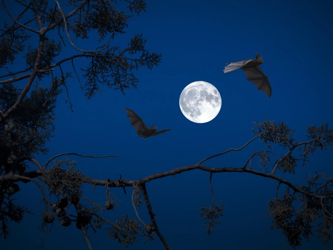 Fledermausspaziergang 1.jpg Zwei Fledermäuse fliegen vor dem Vollmond in der Nacht, umgeben von silhouettierten Ästen.