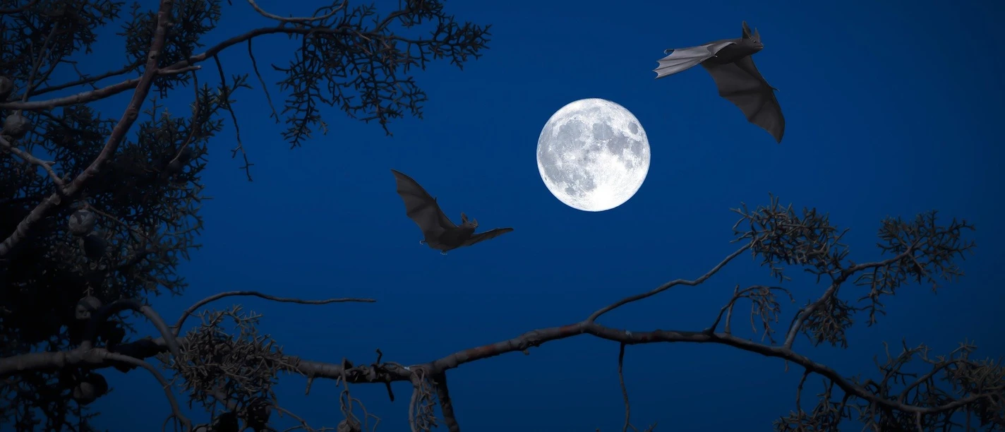 Fledermausspaziergang 1.jpg Zwei Fledermäuse fliegen vor dem Vollmond in der Nacht, umgeben von silhouettierten Ästen.