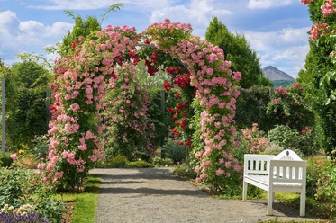 Europa-Rosarium-Rosenbogen-Sebastian-Theilig.jpg