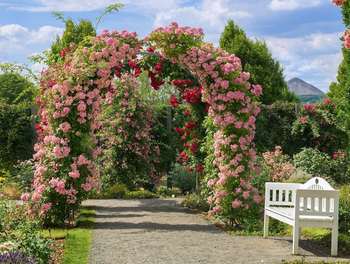 Europa-Rosarium-Rosenbogen-Sebastian-Theilig.jpg