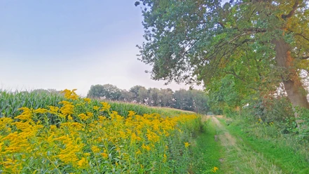 Naturnaher Wegabschnitt des ORTSWEGES Rund um Buchholz Naturnaher Wegabschnitt des ORTSWEGES Rund um Buchholz